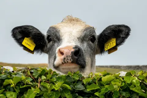 Chris Bell A black-and-white calf with yellow ear tags peers over a low stone wall covered in green ivy. 