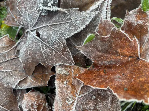 A close up image of brown leaves with frost on them