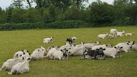 BBC Weather Watchers/COB A group of cows having a sit down in a green field with trees behind them.