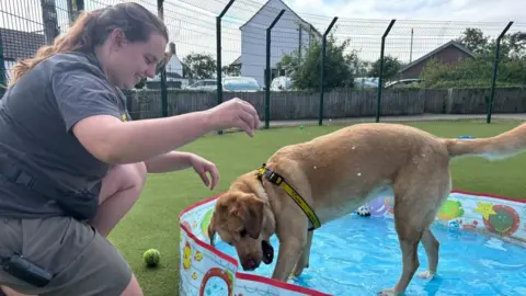 Charlie Stubbs / BBC There is a labrador with golden fur having fun in a paddling pool. She is wearing a yellow harness and has water covering her paws. Her pool has a red rim and an aquatic outline, featuring cartoon fish, starfish and red circular windows. Next to her is a trainer who is wearing a grey t-shirt, grey shorts and has her brown hair in a ponytail. She is on one knee playing with the dog.