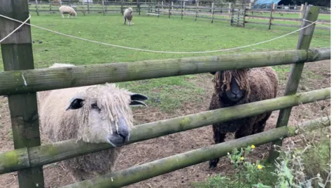 Lara King Two sheep, one white and the other brown, stand by a wooden fence in a green field at Nunny's Farm in Grimsby.