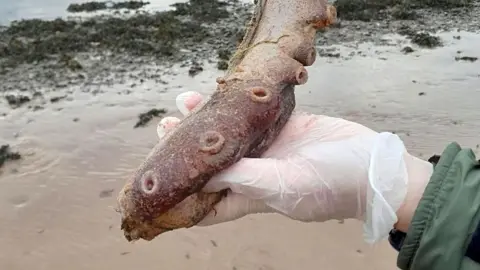 A pink tentacle held in a person's gloved hand.