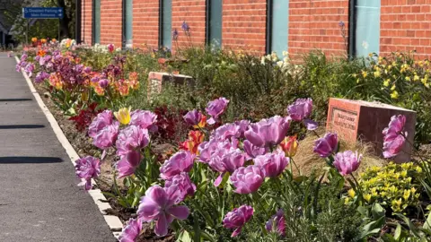 Brightly-coloured plants at the side of a brick-built building which has floor to ceiling windows. Interspersed throughout the flower bed are large bricks which were once part of a building. There is a blue sign with white writing on it in the distance.