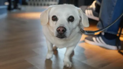 Photograph of a small white fur dog, he wears a collar and a lead. The background is blurred but shows wooden cross-thatched floors. A man's feet can be seen cross-legged on the right hand side. 