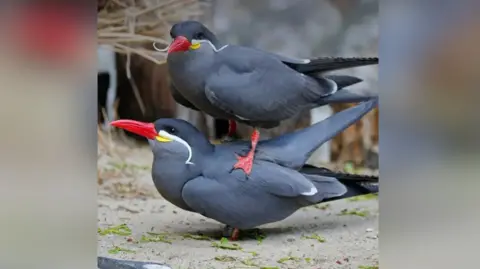 Leeds City Council An Inca Tern stands on top of another. The birds are mostly charcoal in colour with red beaks and red webbed feet. A white moustache sweeps across a yellow flash of feathers.