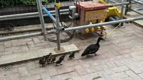 Eight ducklings following their mother to the River Kennet in Berkshire