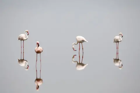 Reuters Flamingos standing in very still water are reflected as in a mirror in Lake Magadi, Kenya - Friday 12 February 2021