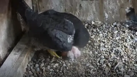 LROS CCTV still of chick