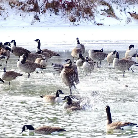 Xiao-wei Sima Geese