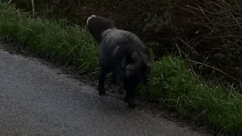 Karm Singh Black fox spotted by Karm Singh in Somerset