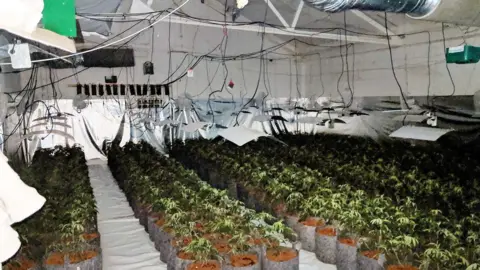 Herts Police Cannabis factory