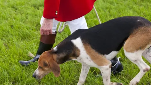 Hound being led by hunter