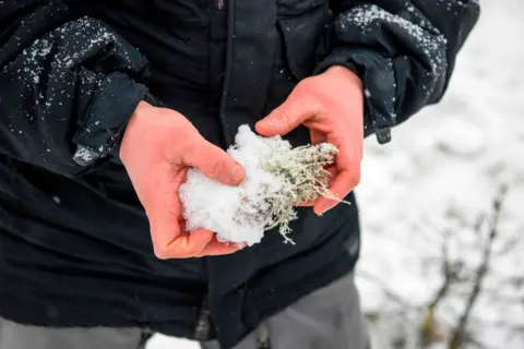 Getty Images Reindeer eat lichen