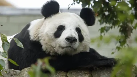 PA Media Edinburgh Zoo's giant panda Tian Tian