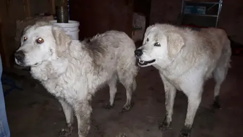 Courtesy Lynn Landry  Maremma sheepdogs Tad and Sophie