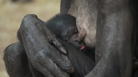 Twycross Zoo Bonobo