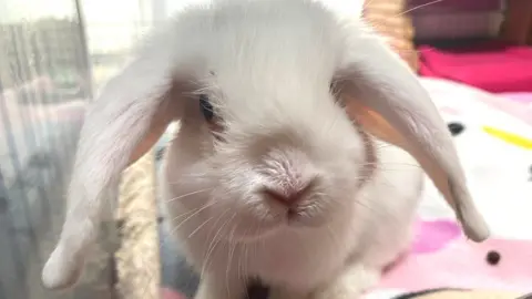 Coconut the rabbit at Bristol Animal Rescue Centre