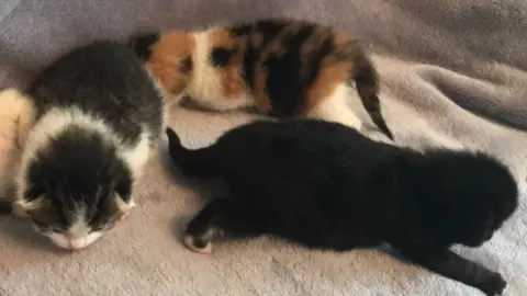 Kittens