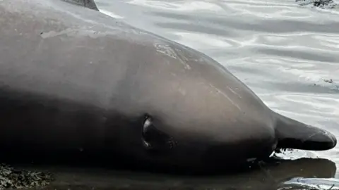 Whale Close up