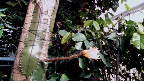 CUBG Webcam view of moonflower