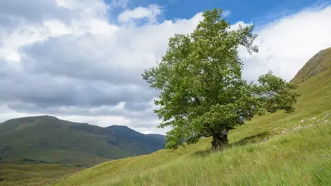 Niall Benvie Tree called the Last Ent of Affric