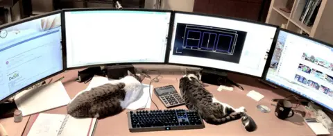 Martin cats and 4 computer monitors