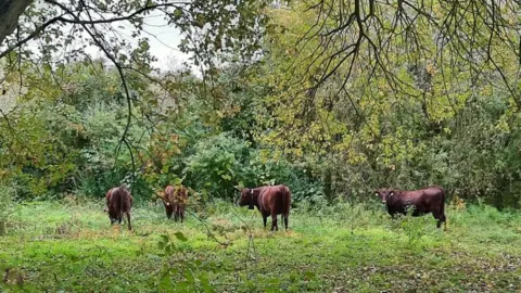 Cambridge City Council cattle on East Barnwell reserve