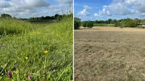 David Treanor The field before and after the annual maintenance