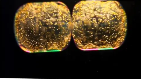 Getty Images phytoplankton