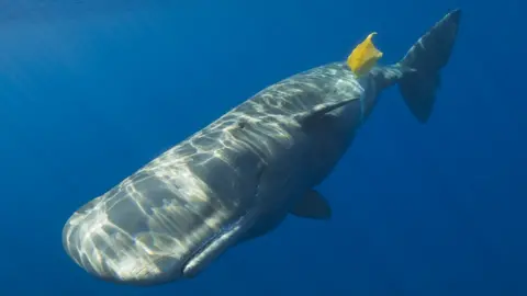 Getty Images A sperm whale is pictured playing with a bright yellow plastic bag as it floats near the surface of the ocean