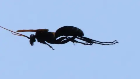 Frank Gardner The Executioner Wasp, Polistes carnifex. This terrifying insect has one of the most painful stings known to mankind.
