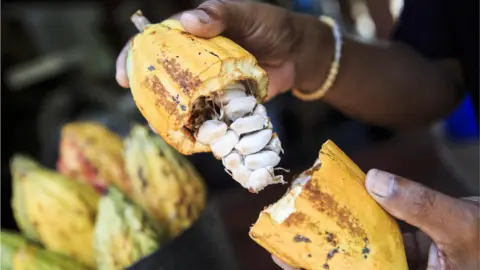 Getty Images Cocoa pod