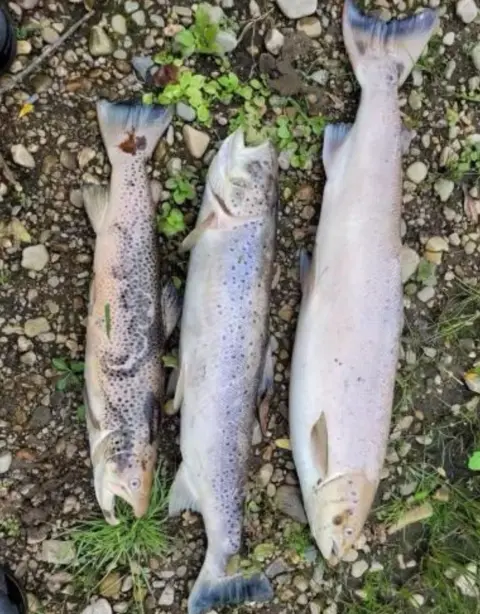 Spey Fishery Board Dead fish