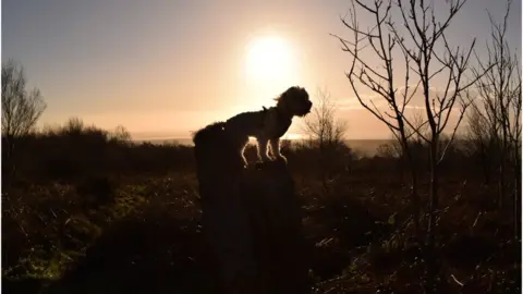 Natasha Counsell Dog at sunrise