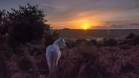 Claire Sheppard  SATURDAY - New Forest