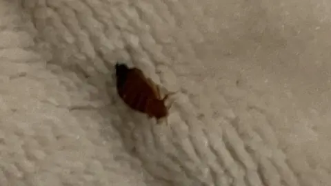 Rebecca Horgan A bedbug at Rebecca Horgan's Butlins accommodation