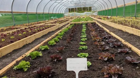 BBC Lettuces growing in the greenhouse