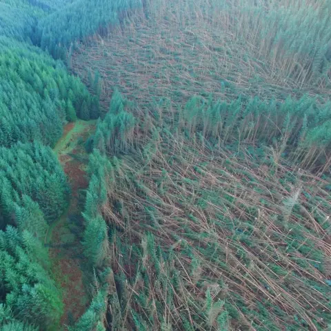 FLS Storm Arwen forest damage