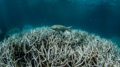 Great Barrier Reef Corals Can Survive Global Warming for Another
