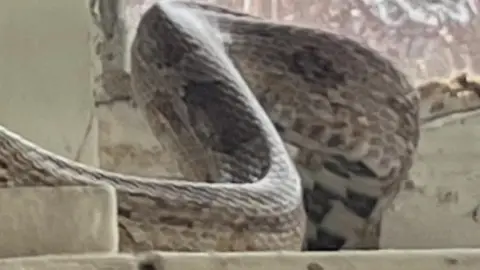 Close up of snake