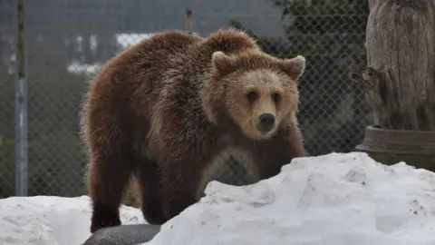 Orsa Predator Park European brown bear, Naya