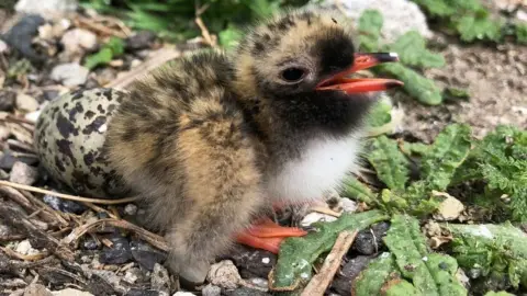 David Morris Tern chick