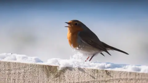 Weather Watcher Big Jam Robin