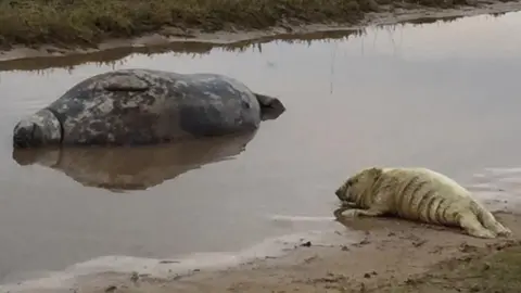 Lincolnshire Wildlife Trust Ropeneck and her pup