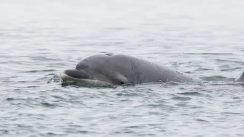 Getty Images A photo of a dolphin in Inverness