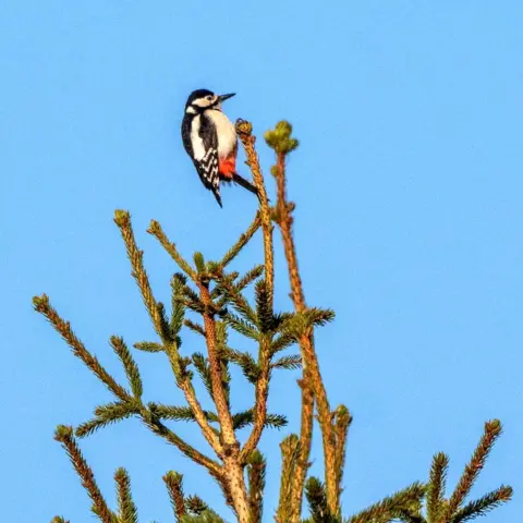 Curtis Welsh Woodpecker
