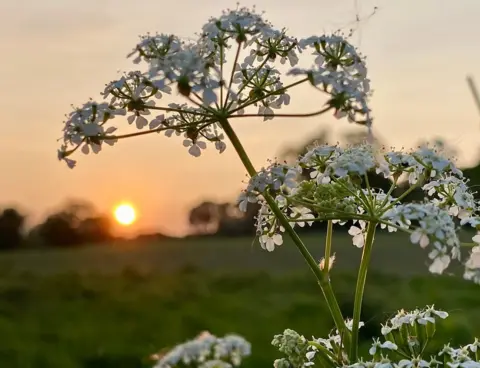 Paul Catterall Sunset behind flowers