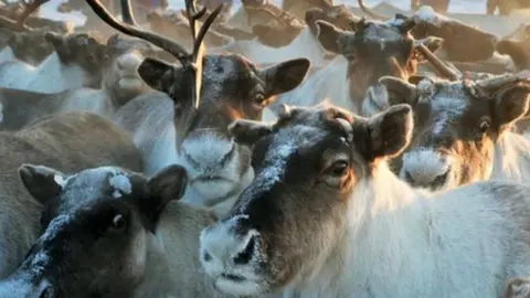 Science Photo Library Taimyr herd