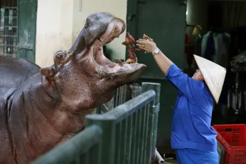 Luong Thai Linh / EPA A worker feeds a hippopotamus at the Hanoi Zoo in Vietnam, 25 October 2018.