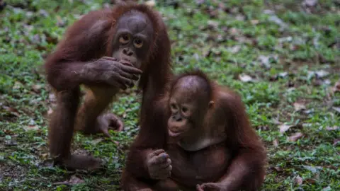 Getty Images Two orangutans in the forest